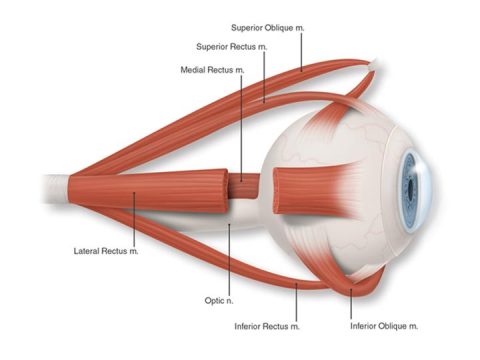 Basic Eye Anatomy | South Bay Ophthalmology