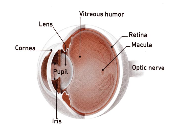 Central Serous Retinopathy | South Bay Ophthalmology